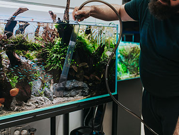 Aquarium maintenance is a necessary requirement for a healthy and ...